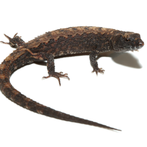 Schmidts Helmeted Skink