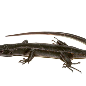 Solomon Island Black Tree Skink
