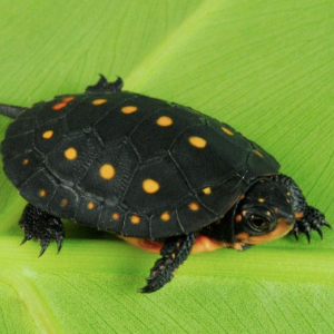 Spotted Turtle