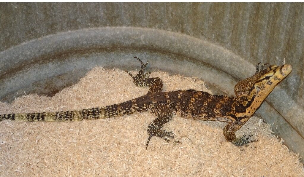 Sumbawa Water Monitor