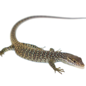Timor Monitor