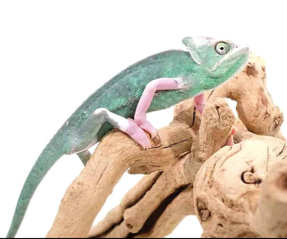 Translucent Veiled Chameleon (9-11 Inch)