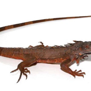 True Red Iguana
