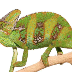 Veiled Chameleon