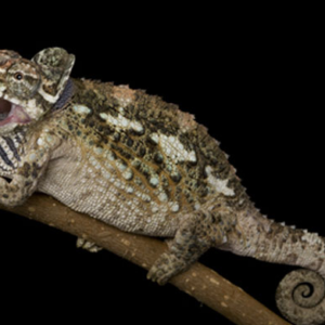 Werner’s Chameleon