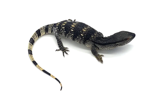 Baby White Throat Monitor