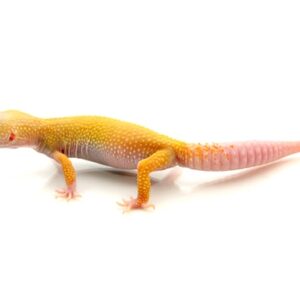 Albino Leucistic Leopard Gecko