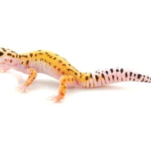 Pinstripe Leopard Gecko